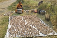 A woman's penance: Light is kneaded into flour to keep the Narmada River clean.